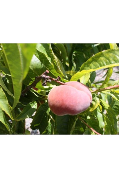 Персик інжирний ‘Світ Кап’